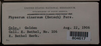 Physarum cinereum image